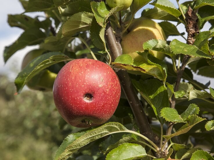 Roter Apfel mit Wurmloch hängt an einem Apfelbaum.