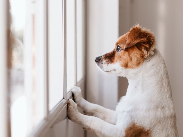 Junger Hund steht am Fenster und schaut nach draußen. 