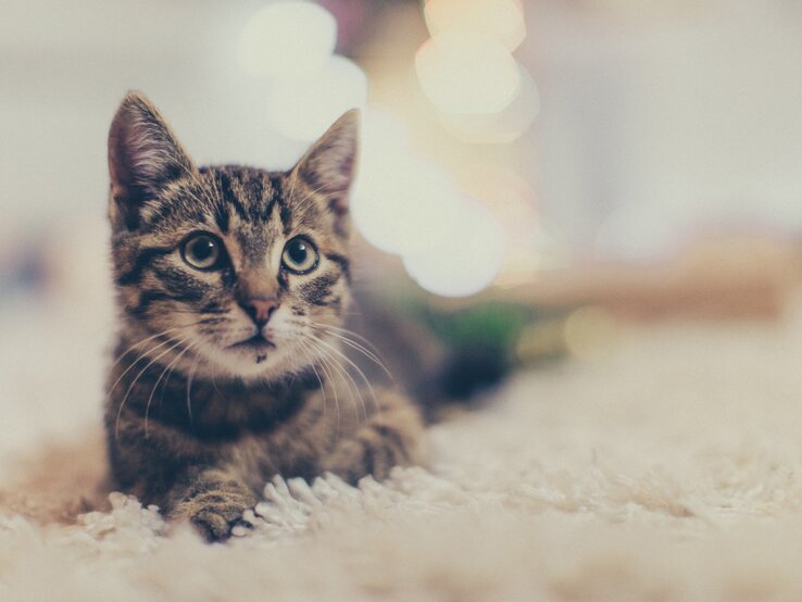 Katze an Silvester eclipse_images.jpg | © iStock/eclipse_images