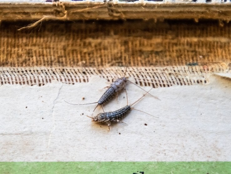 Zwei Silberfischchen, die auf einem alten Buch herumkrabbeln | © Getty Images / Leonid Eremeychuk