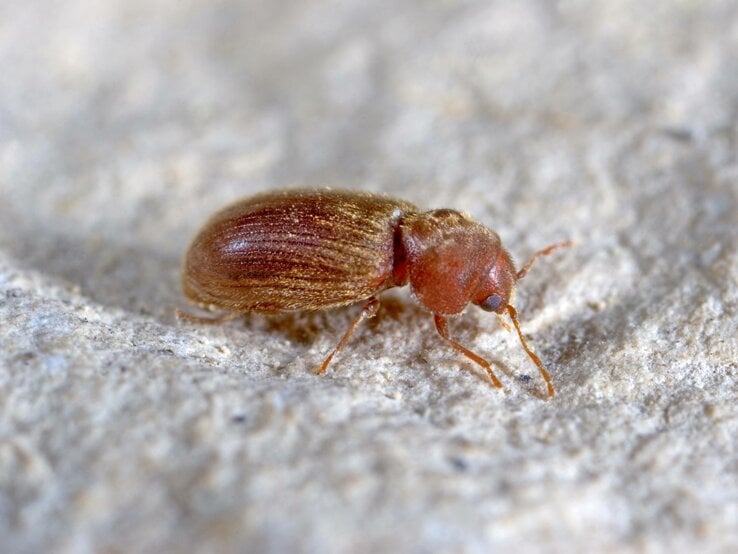 Brotkaefer, Brotbohrer (Stegobium paniceum), auf einer Mauer. 