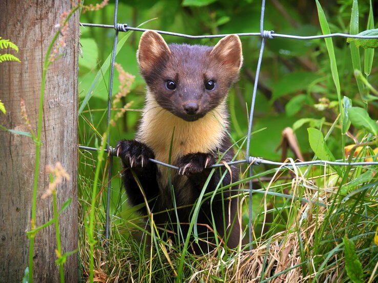 Ein kleiner Marder sitzt an einem Zaun aus Draht.