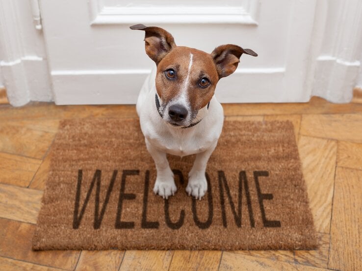 Ein Hund sitzt auf einer Eingangsmatte mit der Aufschrift "Welcome". Er schaut direkt in die Kamera.