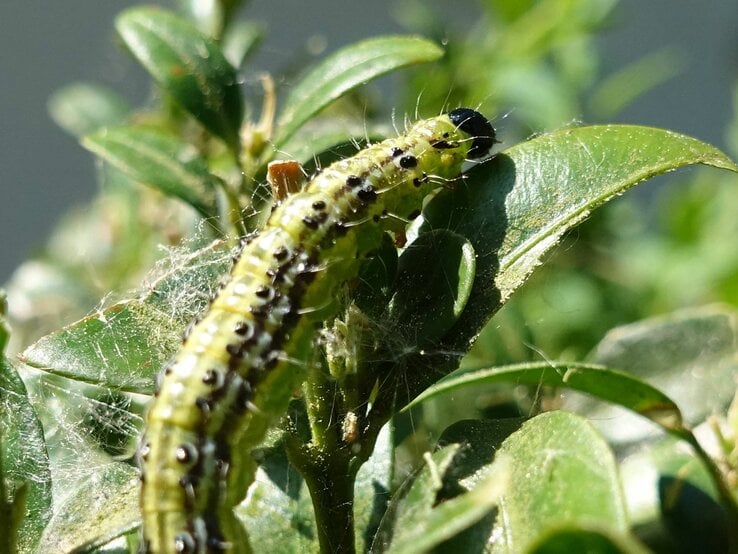 Buchsbaumzünsler.jpg | © imago images / Becker&Bredel