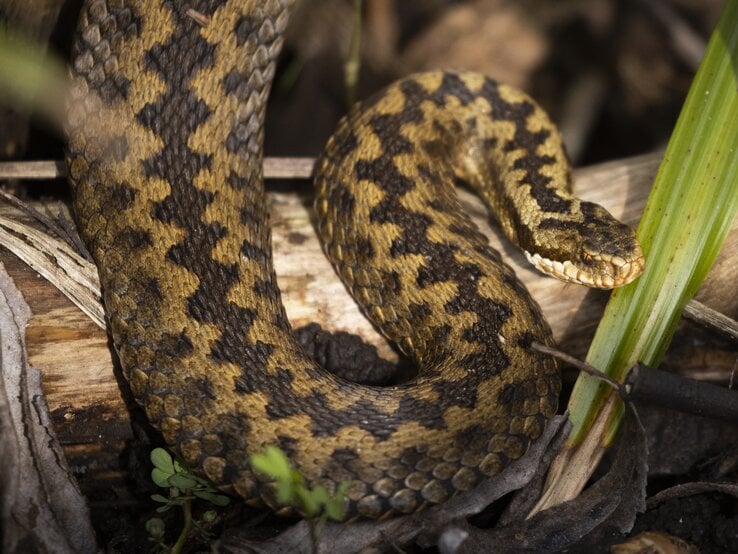 Kreuzotter.jpg | © Dan Kitwood / GettyImages