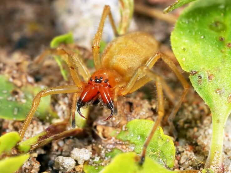 Amen-Dornfinger.jpg | © fhm / GettyImages