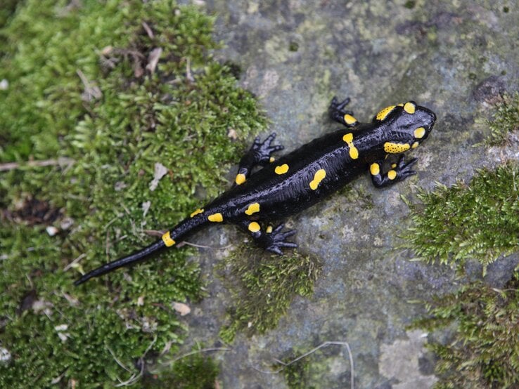 Feuersalamander.jpg | © Ivelin Metodiev / GettyImages