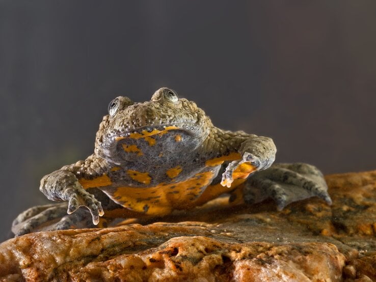 Gelbbauchunke.jpg | © Fabrizio Moglia / GettyImages