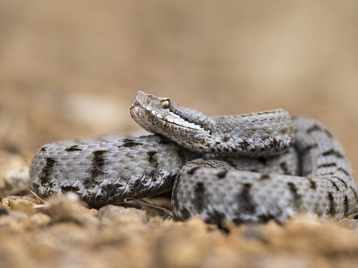 Aspisviper.jpg | © Fabrizio Moglia / GettyImages