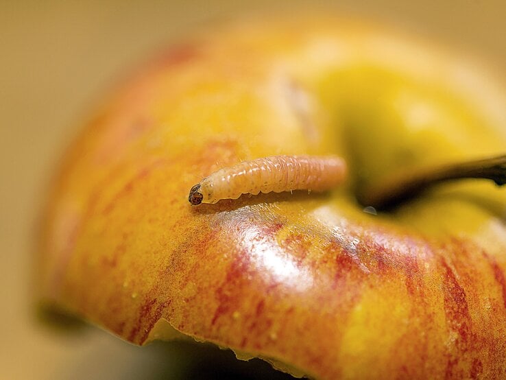 imago0085311628h.jpg | © IMAGO/Arnulf Hettrich