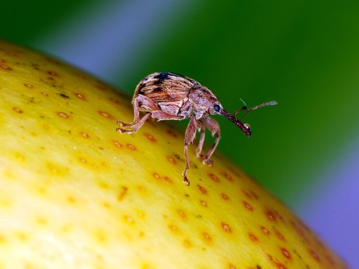 GettyImages-1313718299.jpg | © Getty Images/Tomasz Klejdysz