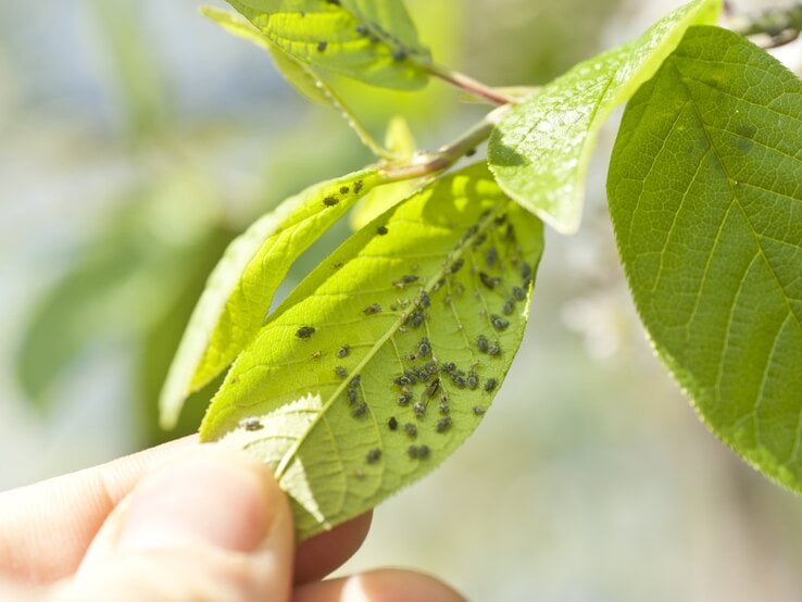 GettyImages-154962271.jpg | © Getty Images/wakila