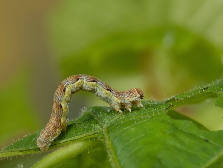 imago0087608462h.jpg | © Getty Images/F. Hecker