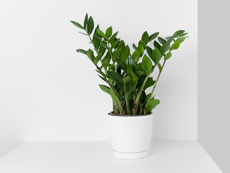 GettyImages-1308400672.jpg | © Getty Images/Marina Gorevaya