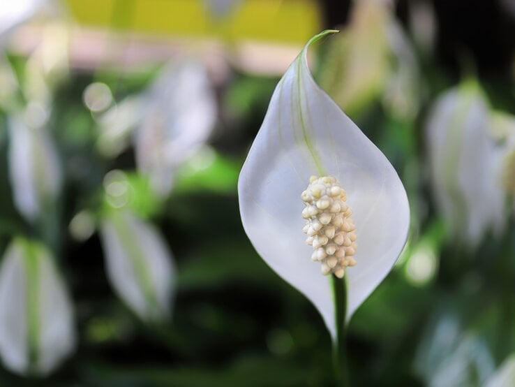 GettyImages-1307812010.jpg | © Getty Images/Akchamczuk