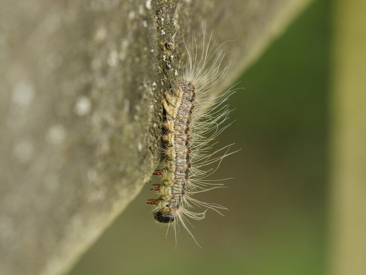 Eichenprozessionsspinner auf einem Stein. | © GettyImages/sandra standbridge