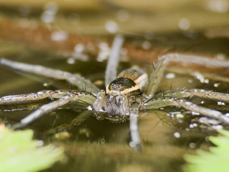 Wasserspinne auf dem Wasser laufend. | © GettyImages/Stephen Laznyi / 500px
