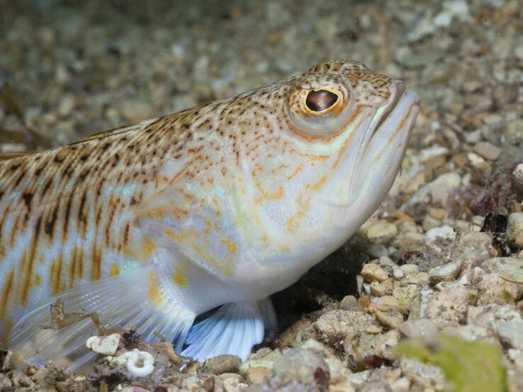 Petermännchen Fisch im Sand.  | © Imago/stock&people