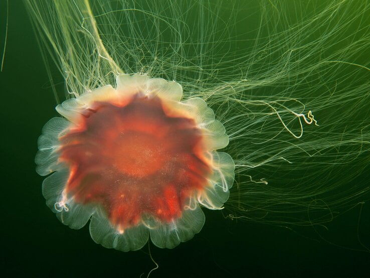 Rot, gelbe Feuerqualle im Meer. | © Imago/stock&people