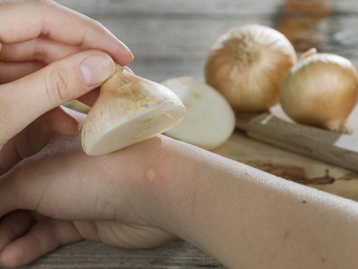 wespezwiebel.jpg | © Imago/blickwinkel