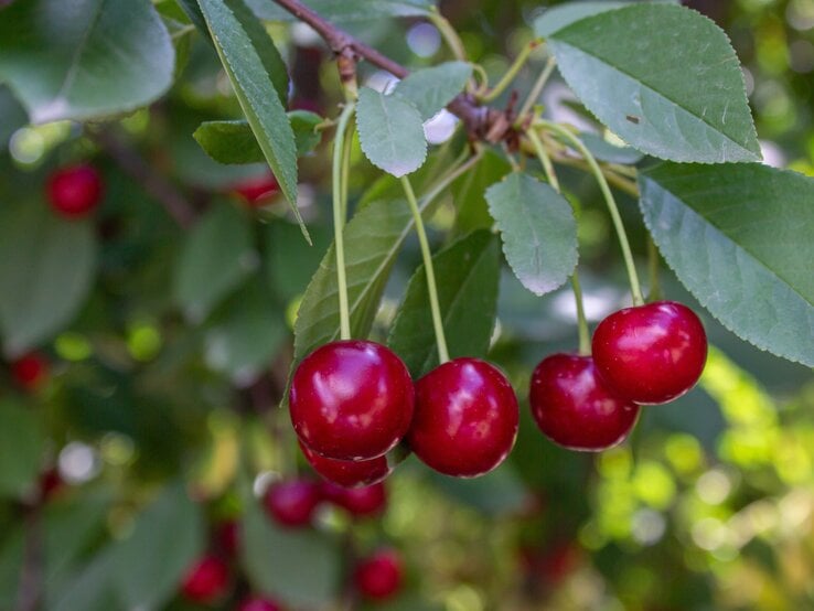 Vier reife, glänzend rote Kirschen hängen an einem Zweig mit grünen Blättern im sommerlich sonnigen Gartenlicht.