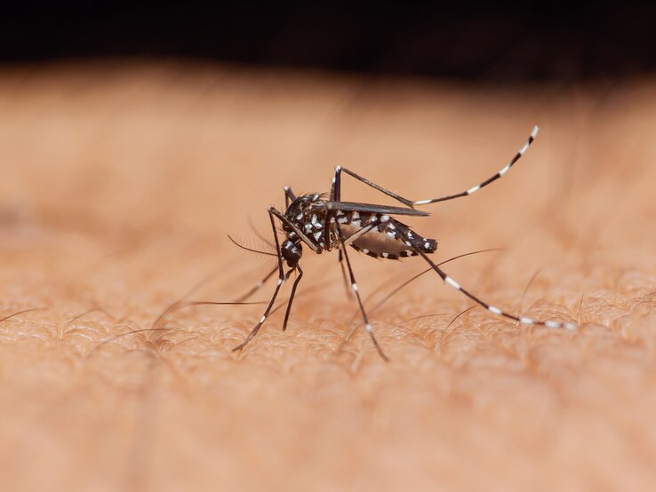 Nahaufnahme einer schwarz-weiß gepunktetMücke mit dünnen Beinen und langem Saugrüssel auf menschlicher Haut.