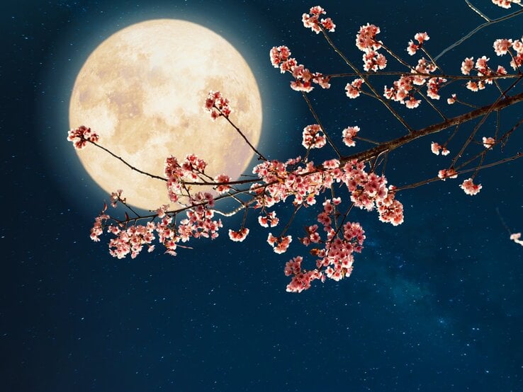 Ein Vollmond vor einem schwarzen Himmel. Davor die Äste eines blühendes Kirschbaumes.
