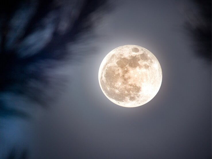 Mondhoroskop Januar: Vollmond am Nachthimmel, umgeben von unscharfen, dunklen Silhouetten von Ästen.