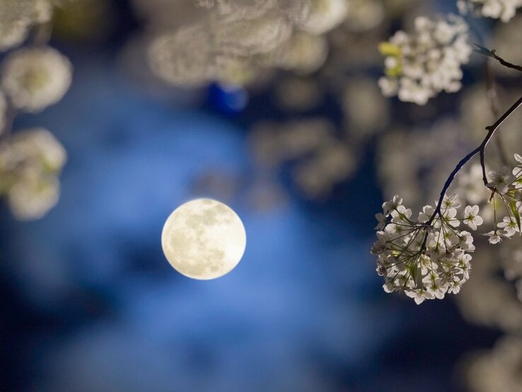 Vollmond am nächtlichen Himmel, umrahmt von sanft verschwommenen weißen Blüten eines blühenden Baumes. Die Szene wirkt ruhig, verträumt und symbolisiert den Einklang von Natur und kosmischer Energie.