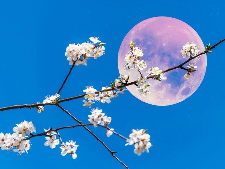 Ein rosa Vollmond vor einem blauen Himmel. Dafür ewin blühender Ast von einem Apfelbaum mit weißen Blüten.