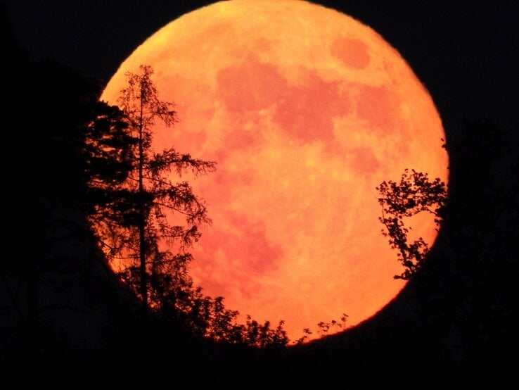 Ein leuchtend orangefarbener Vollmond, bekannt als „Erdbeermond“, steigt hinter einer dunklen Silhouette aus Bäumen und Ästen auf. Der Himmel ist tiefschwarz, was den intensiven Farbkontrast des Mondes noch stärker hervortreten lässt. Die Szene wirkt mystisch und atmosphärisch.