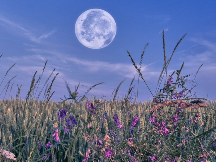 Vollmond über einem sommerlichen Getreidefeld mit lila Wildblumen im Vordergrund. Der Himmel ist leicht bewölkt und in sanften Blau- und Violetttönen gefärbt – eine ruhige, mystische Abendstimmung mit natürlicher Schönheit.