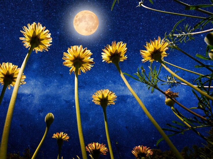 Gelbe Blumen aus der Froschperspektive vor tiefblauem Sternenhimmel mit leuchtendem Vollmond.