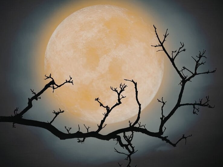 Ein großer, gelblicher Vollmond leuchtet im Nachthimmel, umgeben von einem sanften, diffusen Lichtschein. Im Vordergrund ist die Silhouette eines kahlen, verzweigten Baumes zu sehen, dessen dunkle Äste sich kontrastreich vor dem Mond abheben.