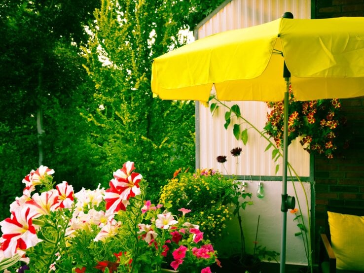 Garten mit blühenden Petunien und gelbem Sonnenschirm, im Hintergrund dichte grüne Bäume.
