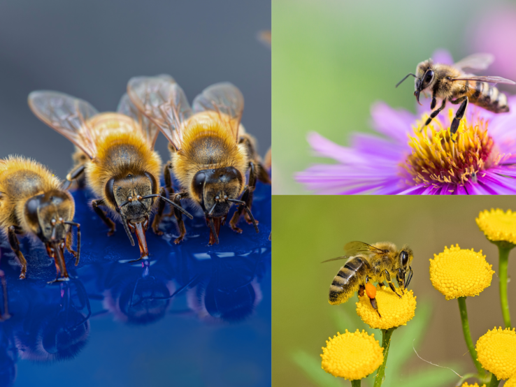 Vier Honigbienen trinken nebeneinander von glänzender blauer Fläche, daneben zwei Bienen auf gelben und lila Blüten.