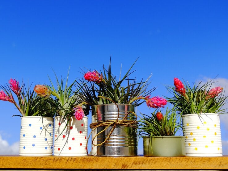 Zu sehen sind Blechdosen, die als Blumentöpfe fungieren