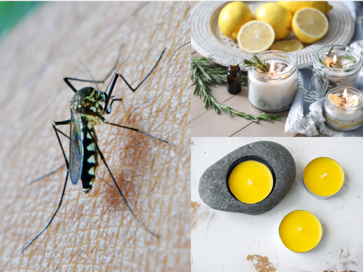Eine Mücke sticht in menschliche Haut, daneben brennen Zitronen- und Kräuterkerzen auf Holz als natürliche Abwehr.