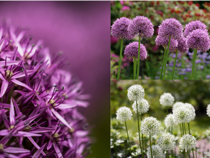 Lila und weiße Zierlauchblüten in Nahaufnahme und in Gartenbeeten mit kugeligen Blütenköpfen vor blühendem, grünem Hintergrund.
