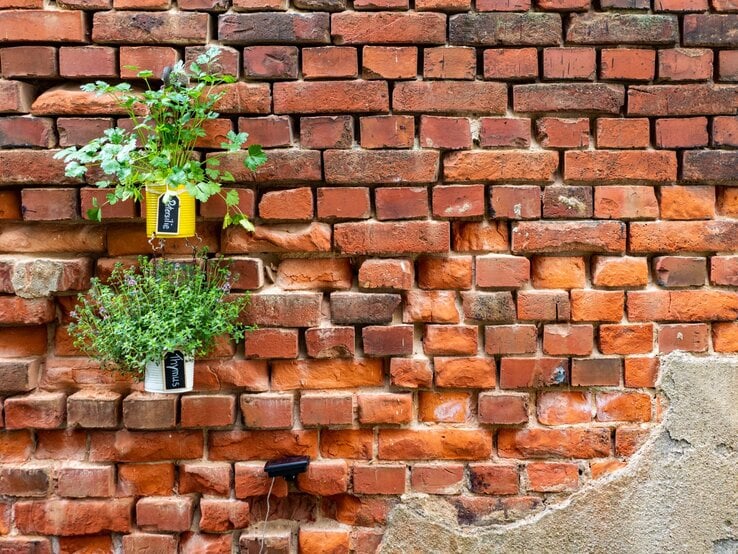 Rustikale Ziegelstein-Wand mit gelben Dosen, aus denen frischer Basilikum und Thymian sprießen, teils mit Putzresten bedeckt.