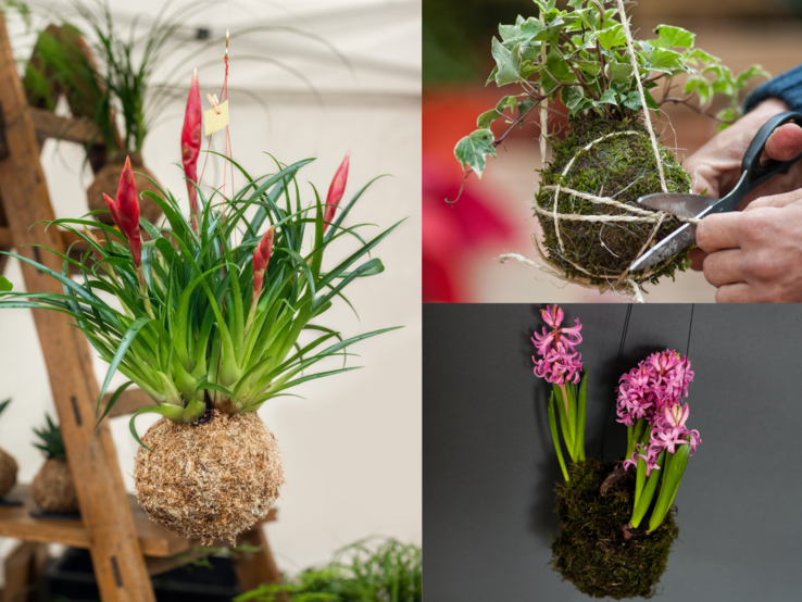 Verschiedene Kokedama-Pflanzen mit Moosbällen hängen dekorativ, eine Hand bindet gerade eine Pflanze mit weißer Schnur.