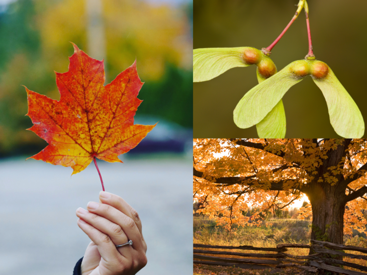 Eine Hand mit rotem Ahornblatt, grüne Ahorn-Früchte an Stielen und ein großer Ahornbaum mit goldenen Herbstblättern im Abendlicht.
