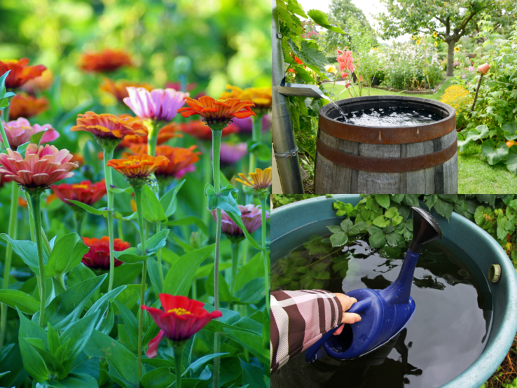 Bunte Zinnien im Sommergarten, daneben volle Regentonne und Hand in Jacke füllt blaue Gießkanne mit Regenwasser.