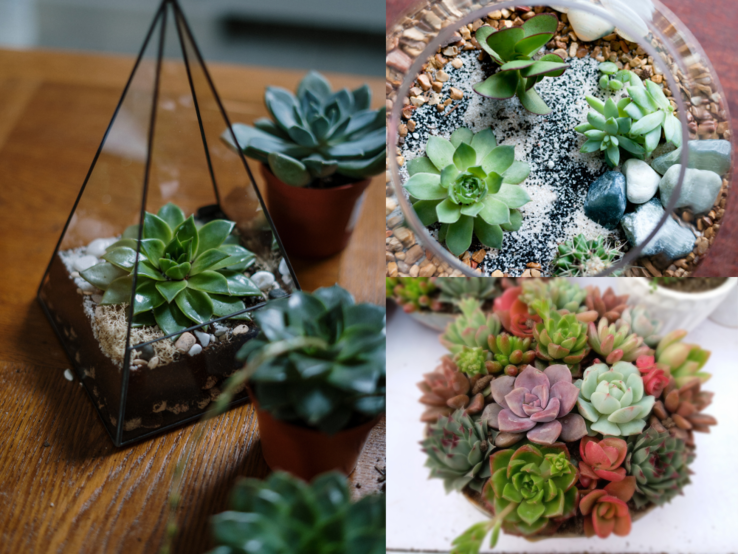 Verschiedenfarbige Sukkulenten in Glasgefäßen mit Kies und Erde, dekorativ arrangiert auf Holz- und weißen Oberflächen.