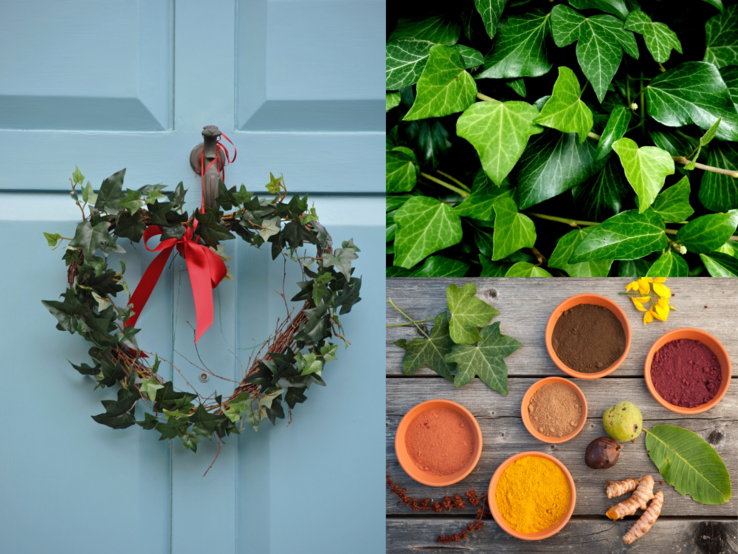 Basteln mit Efeu: Herzförmiger Efeukranz mit roter Schleife an blauer Tür, daneben frische Efeublätter und Naturfarben mit Wurzeln auf Holztisch.