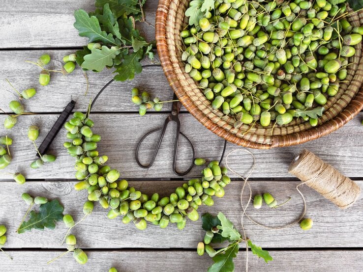 Frisch gesammelte grüne Eicheln in einem Korb, daneben ein halbfertiger Eichel-Kranz und Gartenschere auf Holzplatte.