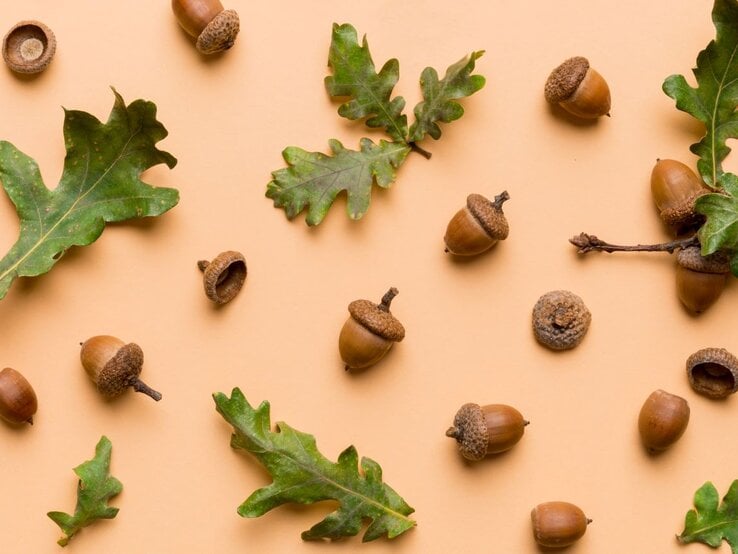 Herbstliche Eicheln mit rauer Kappe und grüne Blätter liegen locker verteilt auf hellorangefarbenem Hintergrund.