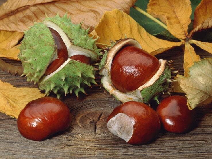 Zu sehen sind Kastanien