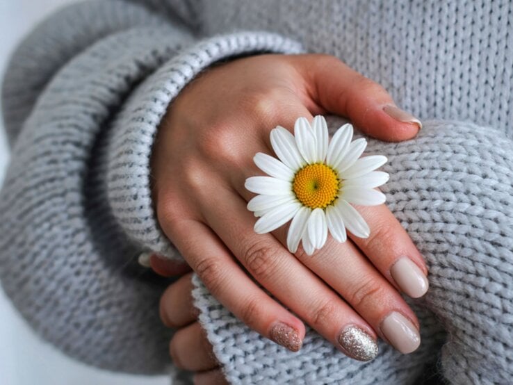 Zarte Frauenhände mit beiger und glitzernder Maniküre halten eine weiße Margerite auf grauem Strickpullover.
