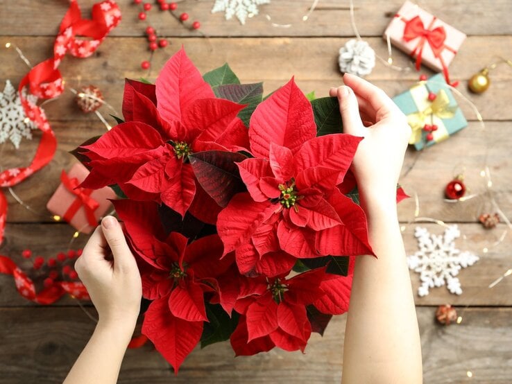Zwei helle Hände halten einen roten Weihnachtsstern über einem Holztisch mit Geschenken, Schleifen und Weihnachtsdeko.